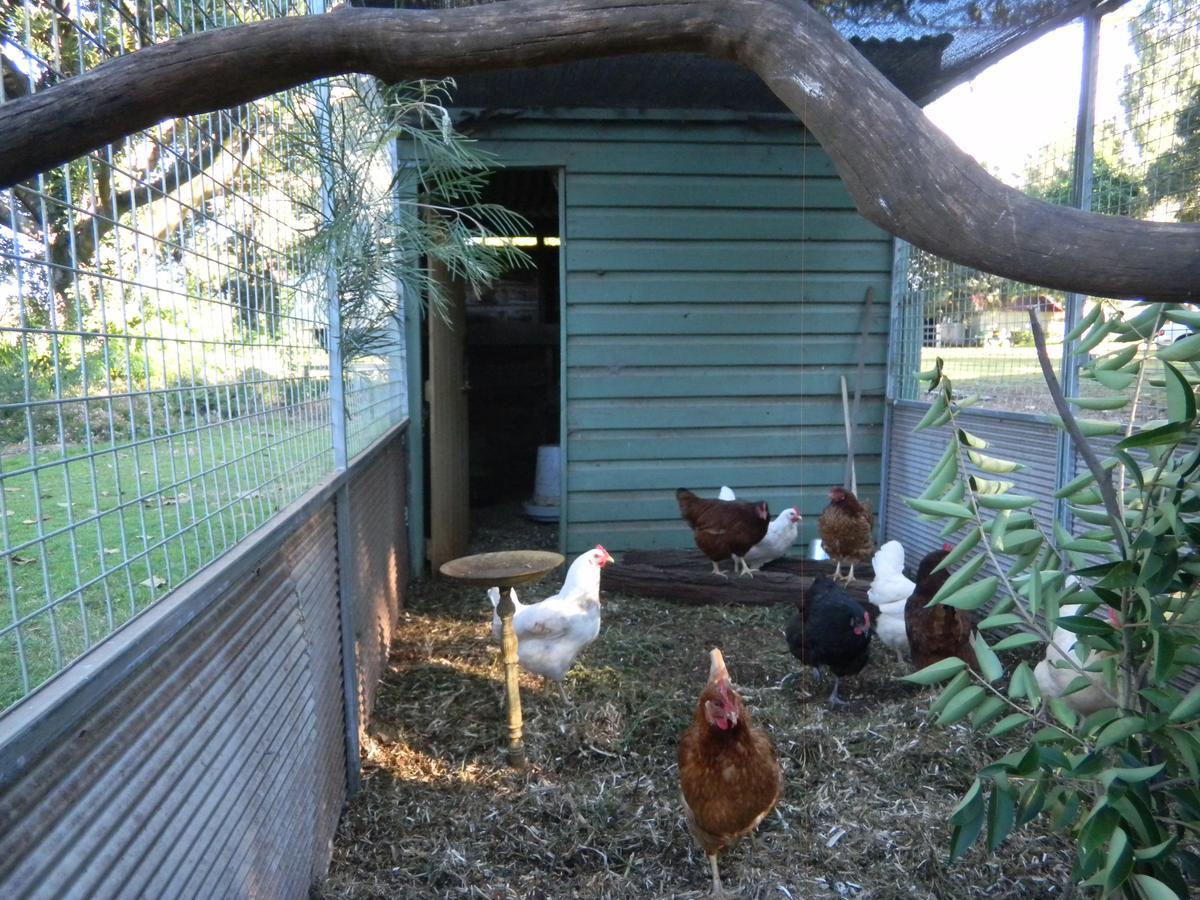 Blair Athol Homestead Inverell Exterior photo